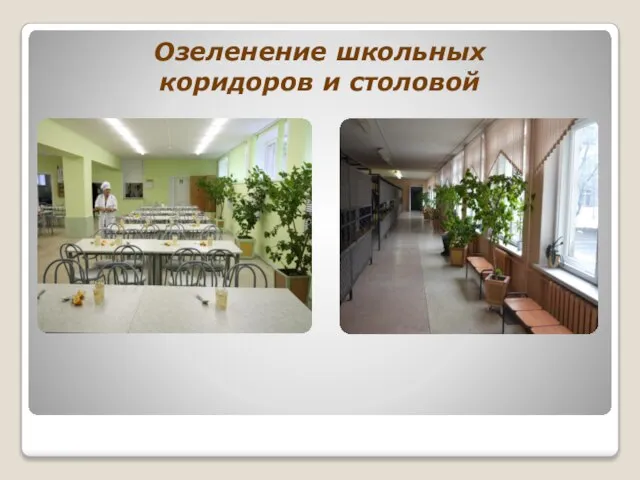 Озеленение школьных коридоров и столовой