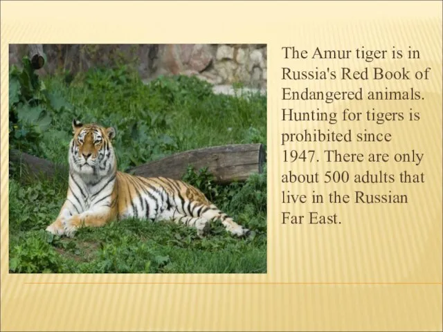 The Amur tiger is in Russia's Red Book of Endangered animals. Hunting