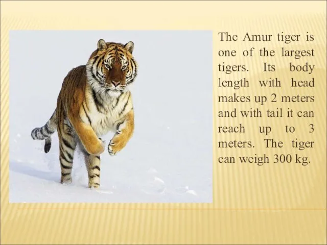 The Amur tiger is one of the largest tigers. Its body length