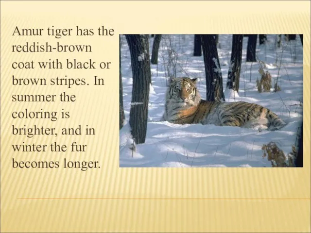 Amur tiger has the reddish-brown coat with black or brown stripes. In