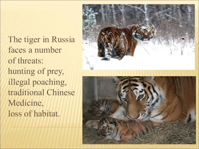 The tiger in Russia faces a number of threats: hunting of prey,