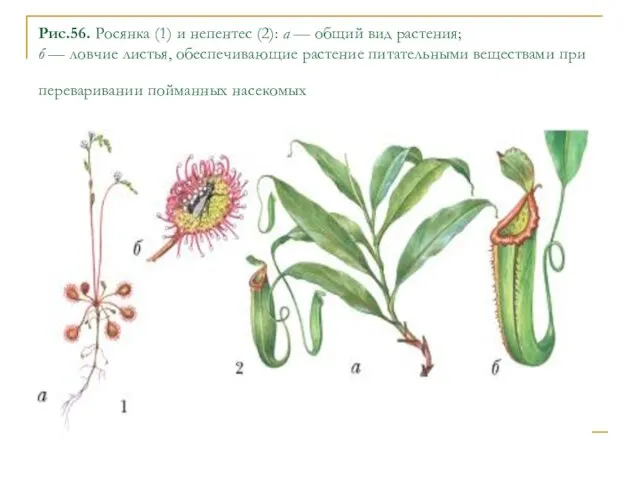 Рис.56. Росянка (1) и непентес (2): а — общий вид растения; б