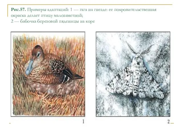 Рис.57. Примеры адаптаций: 1 — гага на гнезде: ее покровительственная окраска делает