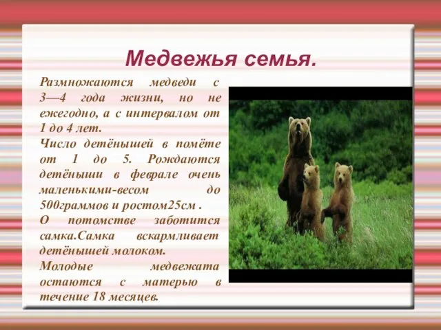 Медвежья семья. Размножаются медведи с 3—4 года жизни, но не ежегодно, а