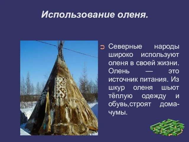 Использование оленя. Северные народы широко используют оленя в своей жизни. Олень —