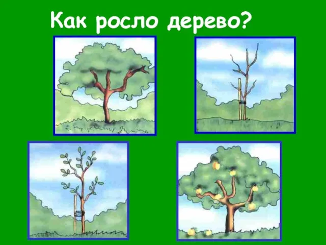 Как росло дерево?