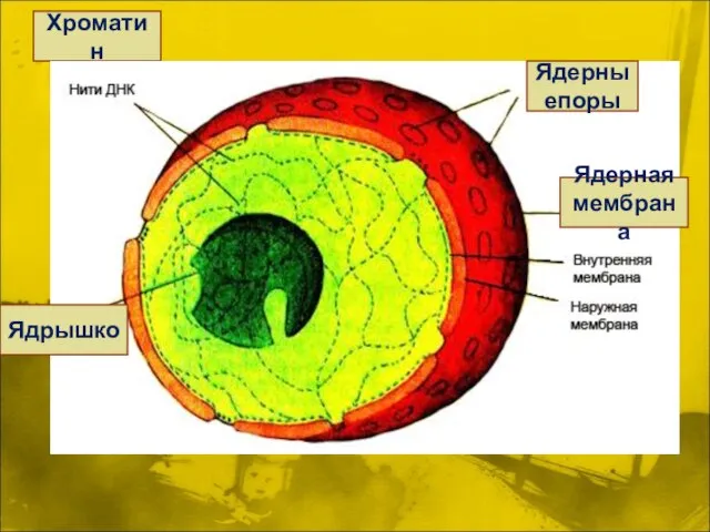 Хроматин Ядрышко Ядерныепоры Ядерная мембрана