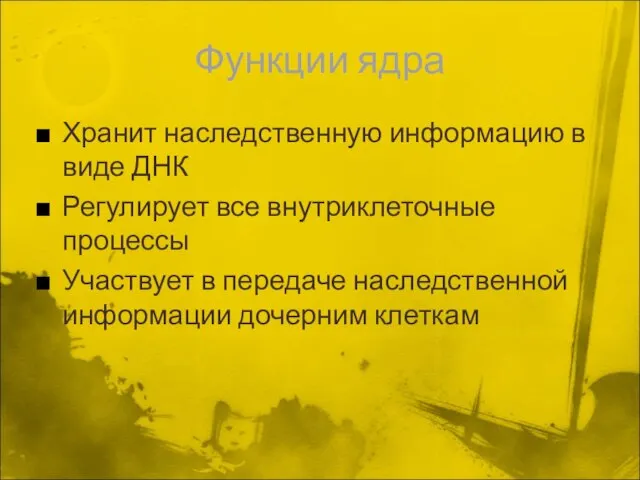 Функции ядра Хранит наследственную информацию в виде ДНК Регулирует все внутриклеточные процессы