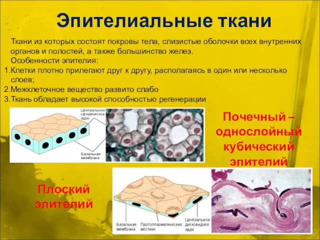 Эпителиальные ткани Почечный –однослойный кубический эпителий Плоский эпителий Ткани из которых состоят