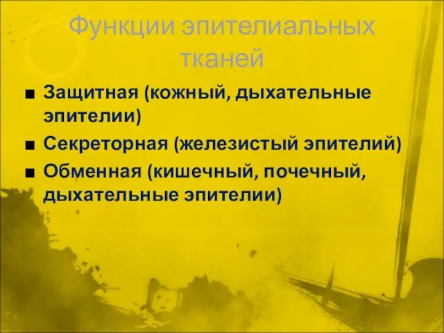 Функции эпителиальных тканей Защитная (кожный, дыхательные эпителии) Секреторная (железистый эпителий) Обменная (кишечный, почечный, дыхательные эпителии)