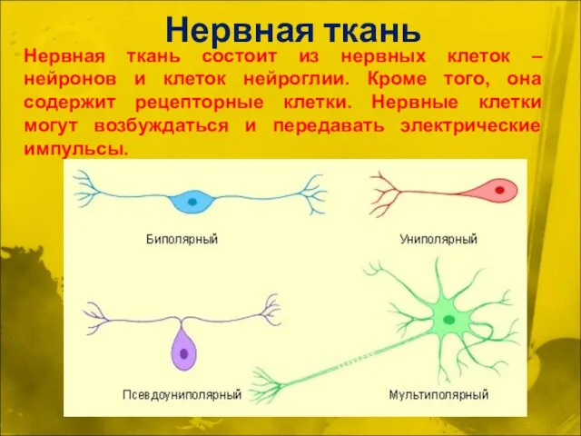 Нервная ткань Нервная ткань состоит из нервных клеток – нейронов и клеток