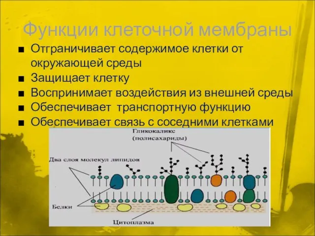 Функции клеточной мембраны Отграничивает содержимое клетки от окружающей среды Защищает клетку Воспринимает