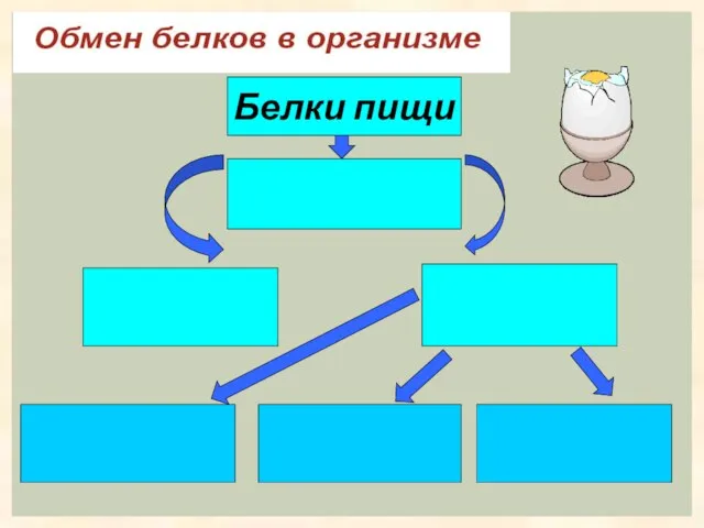 Белки пищи