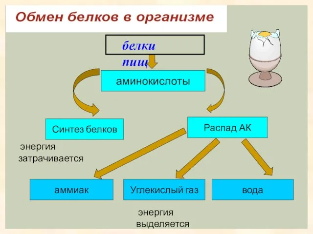 белки пищи аминокислоты Синтез белков Распад АК Углекислый газ аммиак вода энергия затрачивается энергия выделяется