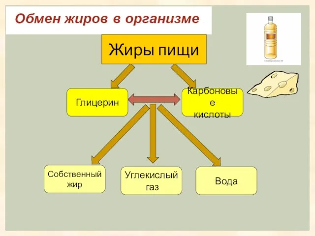 Глицерин Карбоновые кислоты Собственный жир Углекислый газ Вода Жиры пищи