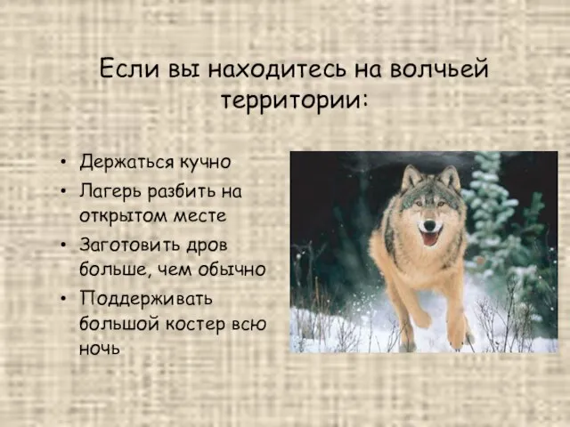 Если вы находитесь на волчьей территории: Держаться кучно Лагерь разбить на открытом