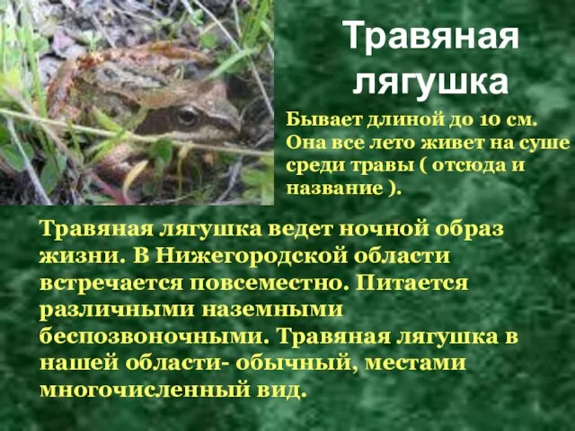 Травяная лягушка ведет ночной образ жизни. В Нижегородской области встречается повсеместно. Питается