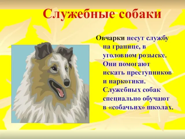 Служебные собаки Овчарки несут службу на границе, в уголовном розыске. Они помогают