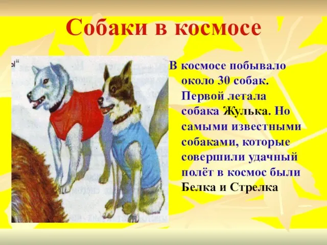 Собаки в космосе В космосе побывало около 30 собак. Первой летала собака