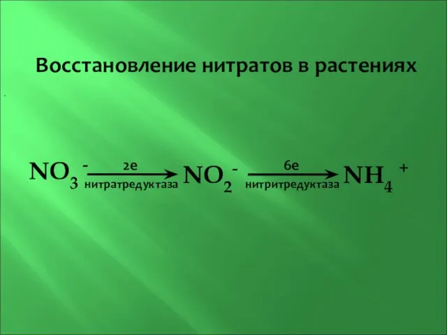 . NO3 - NO2- NH4 + 2e нитратредуктаза нитритредуктаза 6e Восстановление нитратов в растениях