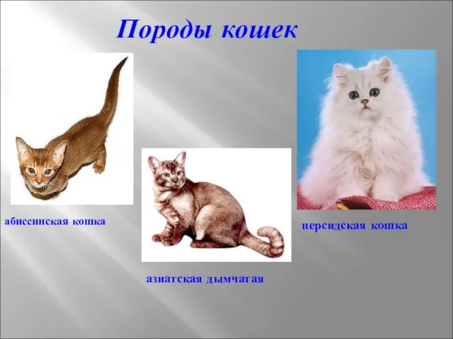 Породы кошек абиссинская кошка азиатская дымчатая персидская кошка