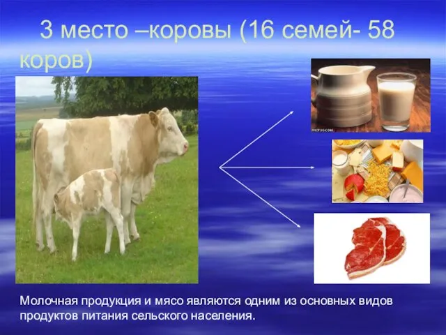 3 место –коровы (16 семей- 58 коров) Молочная продукция и мясо являются
