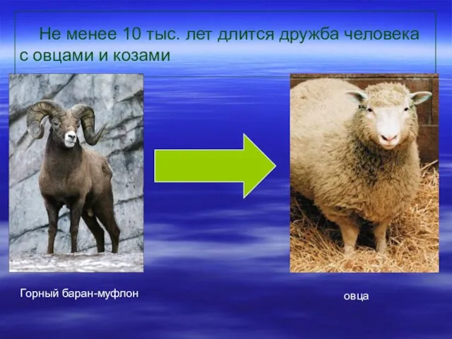 Не менее 10 тыс. лет длится дружба человека с овцами и козами Горный баран-муфлон овца