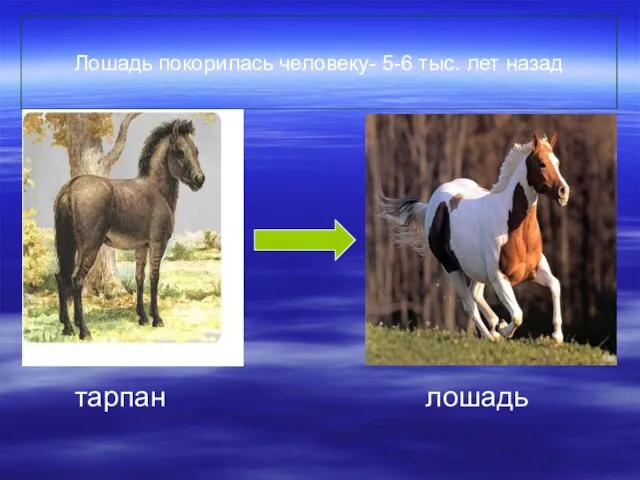 Лошадь покорилась человеку- 5-6 тыс. лет назад тарпан лошадь