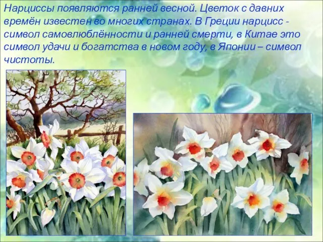 Нарциссы появляются ранней весной. Цветок с давних времён известен во многих странах.