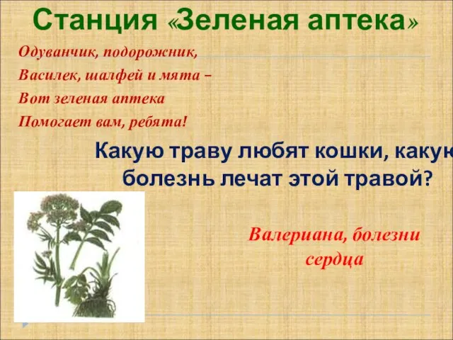 Станция «Зеленая аптека» Одуванчик, подорожник, Василек, шалфей и мята – Вот зеленая