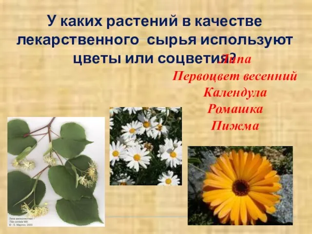 У каких растений в качестве лекарственного сырья используют цветы или соцветия? Липа