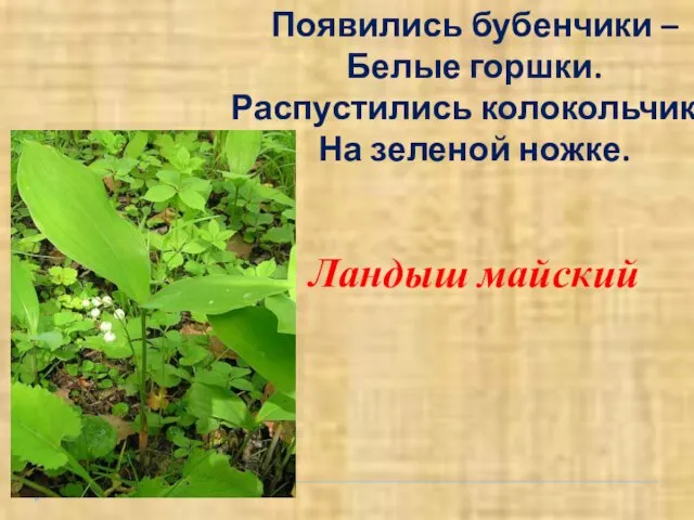 Появились бубенчики – Белые горшки. Распустились колокольчики На зеленой ножке. Ландыш майский