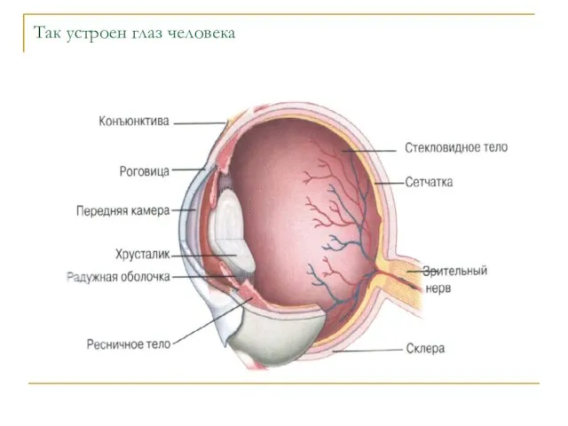 Так устроен глаз человека