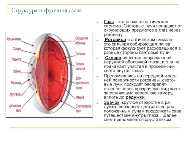 Структура и функция глаза Глаз - это сложная оптическая система. Световые лучи