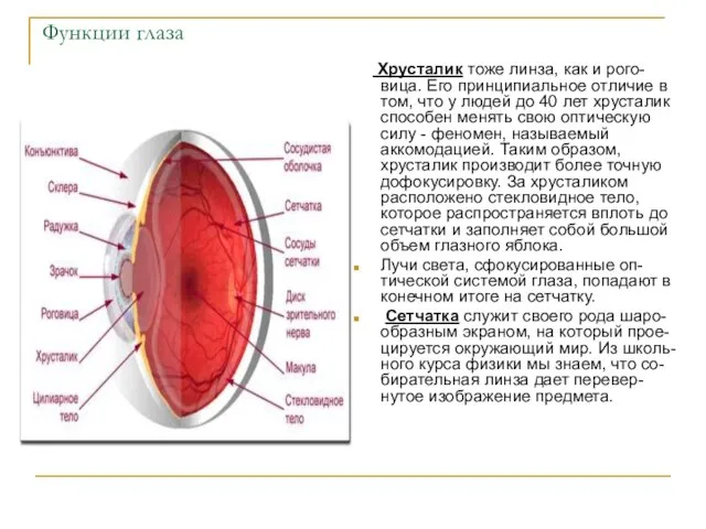 Функции глаза Хрусталик тоже линза, как и рого-вица. Его принципиальное отличие в