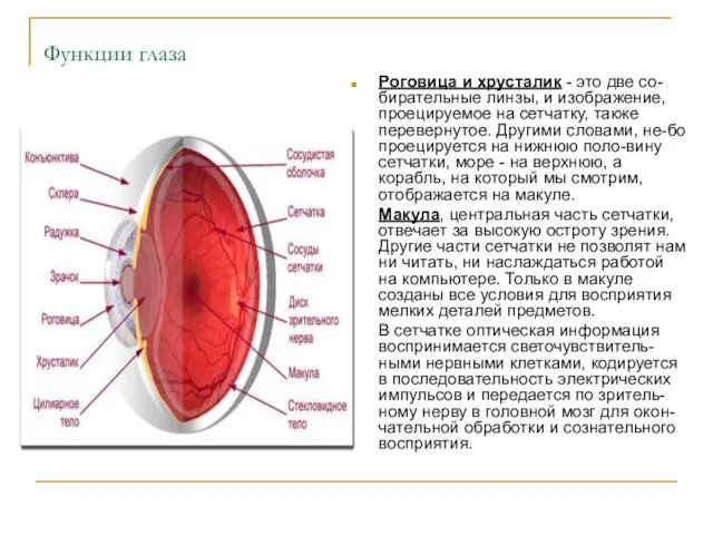 Функции глаза Роговица и хрусталик - это две со-бирательные линзы, и изображение,