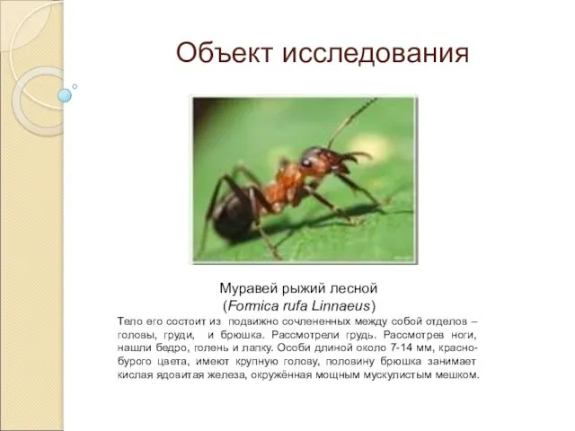 Муравей рыжий лесной (Formica rufa Linnaeus) Тело его состоит из подвижно сочлененных