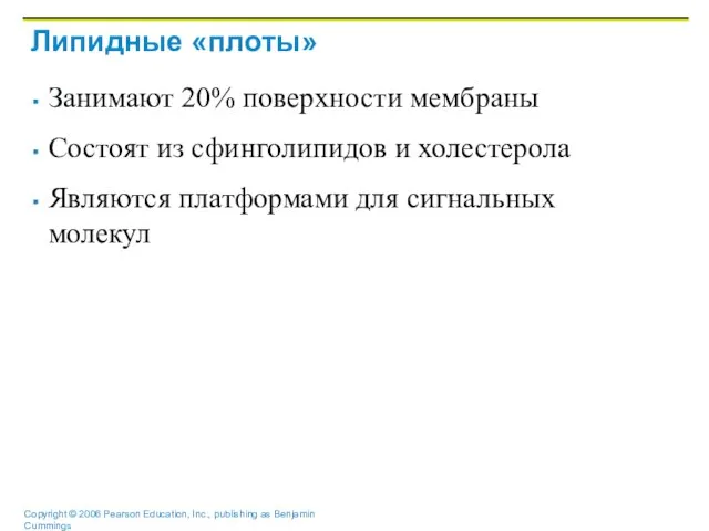 Липидные «плоты» Занимают 20% поверхности мембраны Состоят из сфинголипидов и холестерола Являются платформами для сигнальных молекул