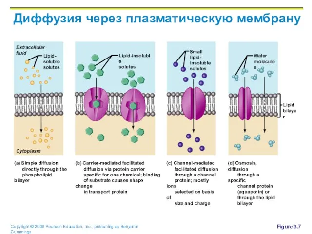 Диффузия через плазматическую мембрану Figure 3.7 Extracellular fluid Cytoplasm Lipid- soluble solutes