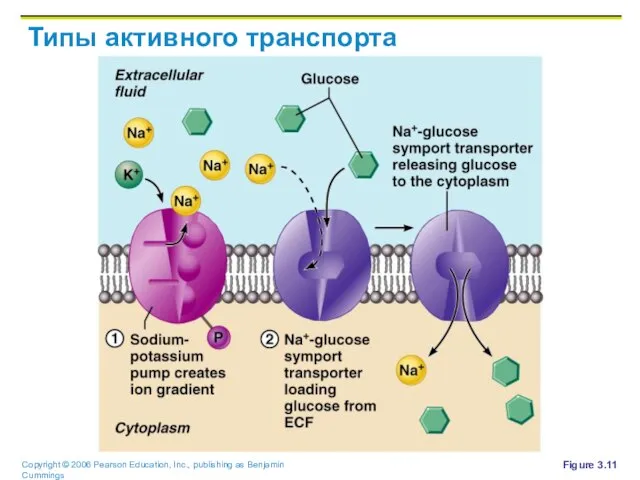 Типы активного транспорта Figure 3.11