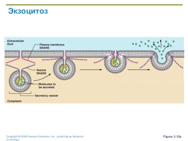 Экзоцитоз Figure 3.12a