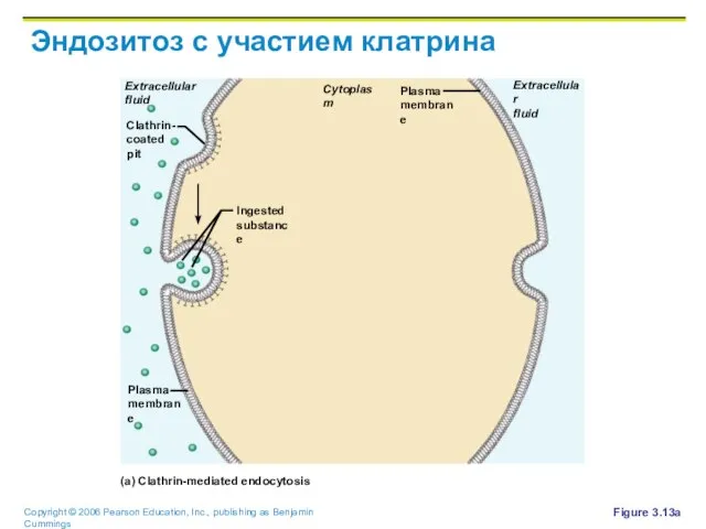 Эндозитоз с участием клатрина Figure 3.13a Cytoplasm Extracellular fluid Extracellular fluid Plasma