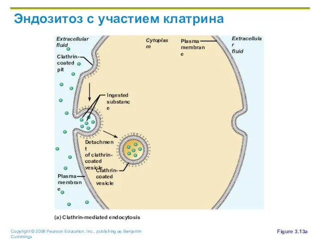 Эндозитоз с участием клатрина Figure 3.13a Cytoplasm Extracellular fluid Extracellular fluid Plasma