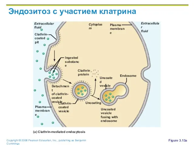 Эндозитоз с участием клатрина Figure 3.13a Cytoplasm Extracellular fluid Extracellular fluid Plasma