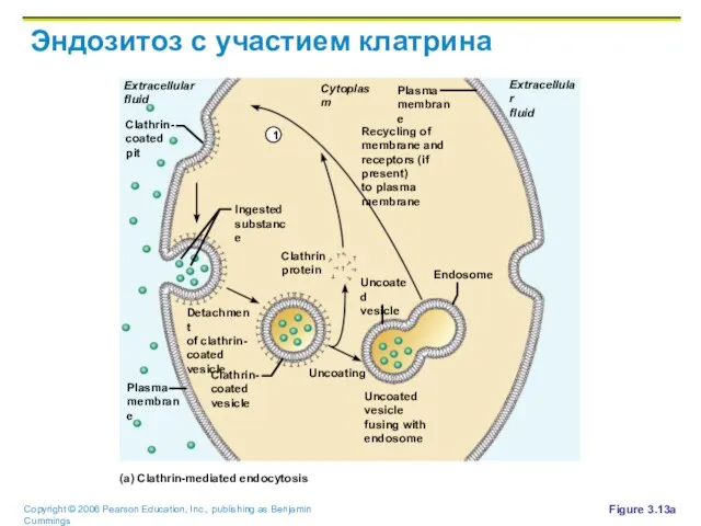 Эндозитоз с участием клатрина Figure 3.13a Recycling of membrane and receptors (if