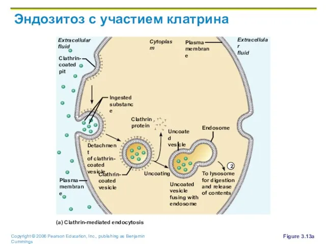 Эндозитоз с участием клатрина Figure 3.13a Cytoplasm Extracellular fluid Extracellular fluid Plasma