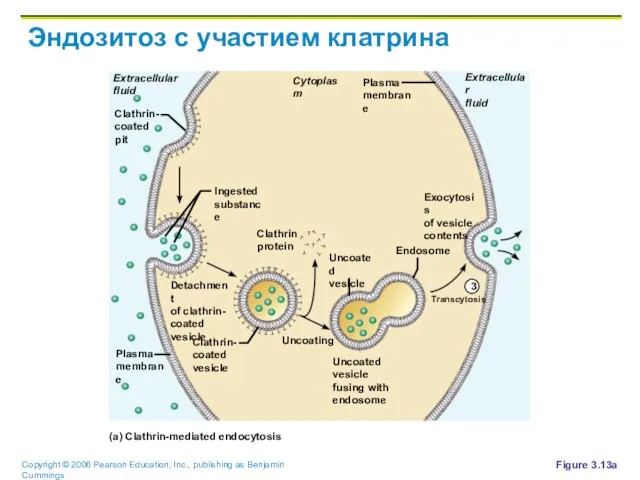 Эндозитоз с участием клатрина Figure 3.13a Cytoplasm Extracellular fluid Extracellular fluid Plasma