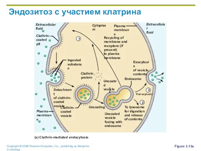 Эндозитоз с участием клатрина Figure 3.13a Recycling of membrane and receptors (if