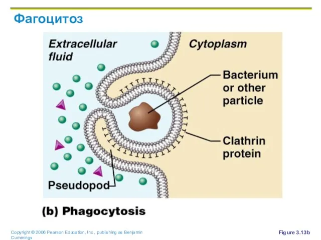 Фагоцитоз Figure 3.13b