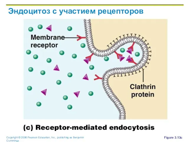Эндоцитоз с участием рецепторов Figure 3.13c